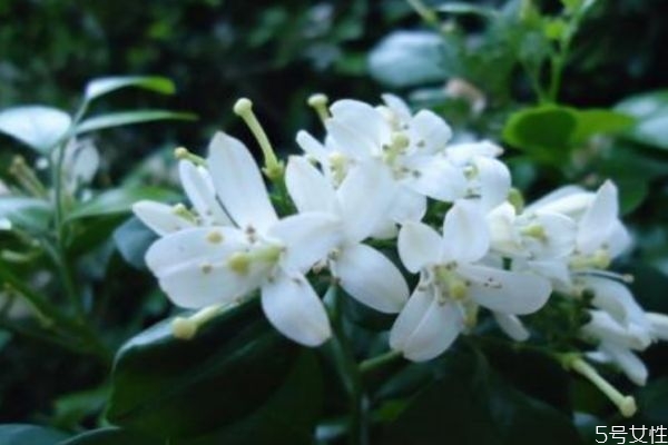 九里香是一種什么植物呢 九里香有什么作用呢 九里香是一種什么植物呢 九里香有什么作用呢