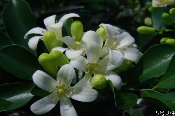 九里香是一種什么植物呢 九里香有什么作用呢 九里香是一種什么植物呢 九里香有什么作用呢