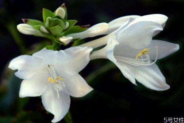 玉簪花是一種什么植物呢 玉簪花有什么作用呢 玉簪花是一種什么植物呢 玉簪花有什么作用呢