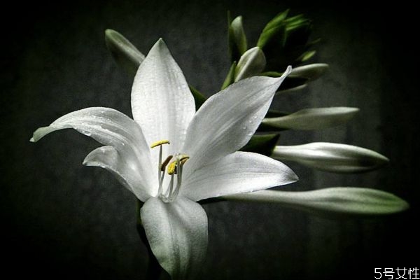 玉簪花是一種什么植物呢 玉簪花有什么作用呢 玉簪花是一種什么植物呢 玉簪花有什么作用呢