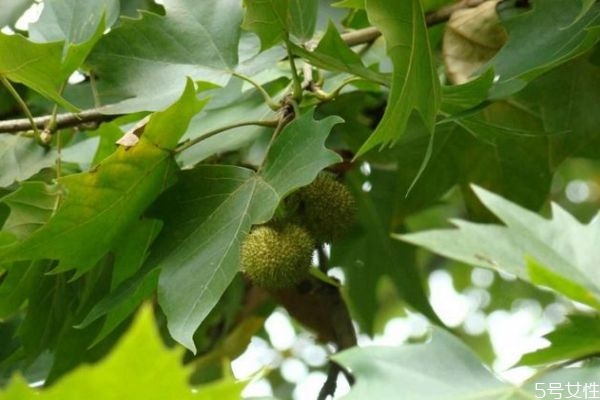 懸鈴木是一種什么植物呢 懸鈴木有什么作用呢 懸鈴木是一種什么植物呢 懸鈴木有什么作用呢