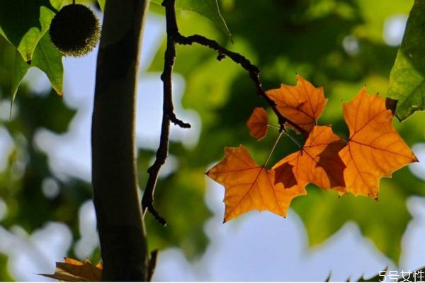 懸鈴木是一種什么植物呢 懸鈴木有什么作用呢 懸鈴木是一種什么植物呢 懸鈴木有什么作用呢