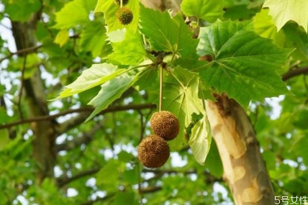 懸鈴木是一種什么植物呢 懸鈴木有什么作用呢 懸鈴木是一種什么植物呢 懸鈴木有什么作用呢