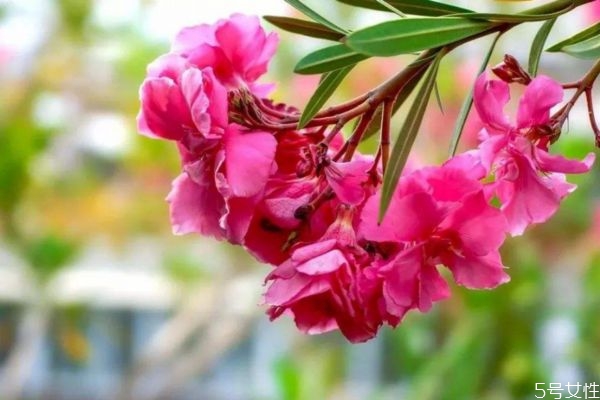 夾竹桃的花期是什么時(shí)候呢  夾竹桃有毒嗎