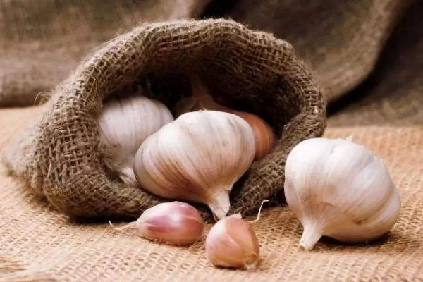 吃大蒜可以增強抵抗力嗎 大蒜可以增強免疫力嗎 吃大蒜可以增強抵抗力嗎 大蒜可以增強免疫力嗎