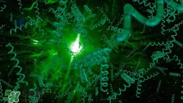 螺旋藻是飯前吃還是飯后吃？螺旋藻怎么吃？