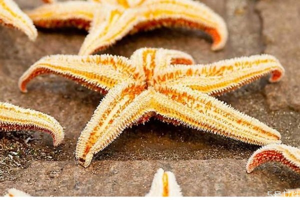 海星可以吃嗎 海星有什么營養(yǎng)價值呢 海星可以吃嗎 海星有什么營養(yǎng)價值呢