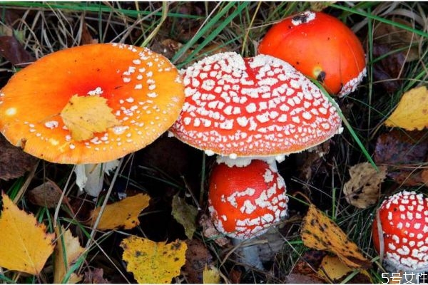 什么樣的蘑菇有毒呢 怎么樣分辨毒蘑菇呢 什么樣的蘑菇有毒呢 怎么樣分辨毒蘑菇呢