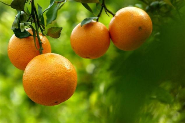 臍橙可以降火嗎 上火可以吃臍橙嗎 臍橙可以降火嗎 上火可以吃臍橙嗎