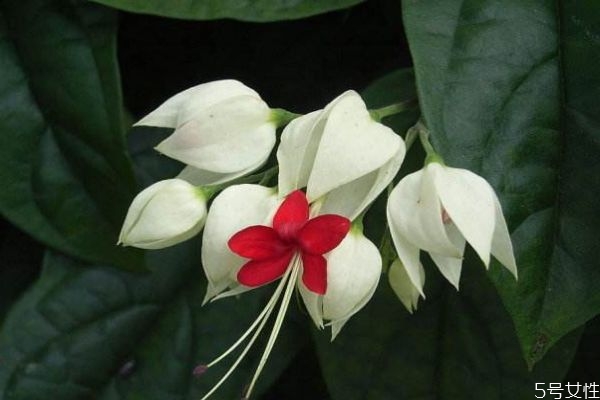 龍吐珠是一種什么植物呢 龍吐珠有什么作用呢 龍吐珠是一種什么植物呢 龍吐珠有什么作用呢