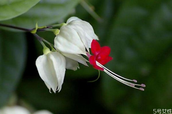 龍吐珠是一種什么植物呢 龍吐珠有什么作用呢 龍吐珠是一種什么植物呢 龍吐珠有什么作用呢