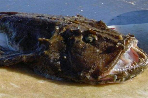 安康魚是什么魚 安康魚的功效與作用 安康魚是什么魚 安康魚的功效與作用