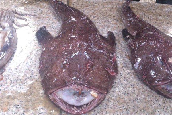 安康魚哪里有毒 安康魚哪個(gè)部位不能吃 安康魚哪里有毒 安康魚哪個(gè)部位不能吃