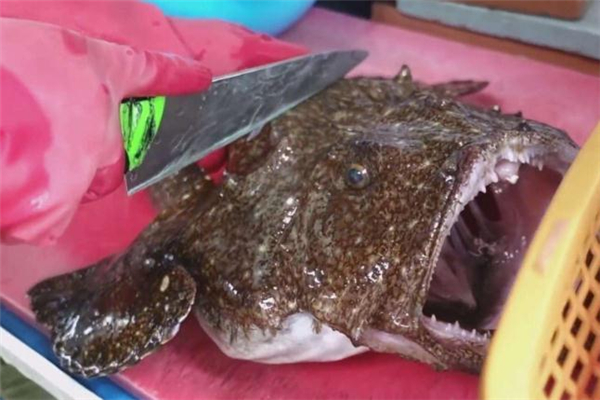 孕婦可以吃安康魚(yú)嗎 哺乳期能吃安康魚(yú)嗎 孕婦可以吃安康魚(yú)嗎 哺乳期能吃安康魚(yú)嗎