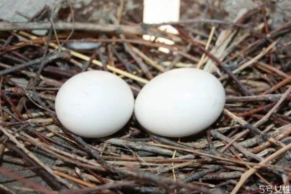 鴿子蛋適合什么人吃呢 鴿子蛋如何選購呢 鴿子蛋適合什么人吃呢 鴿子蛋如何選購呢