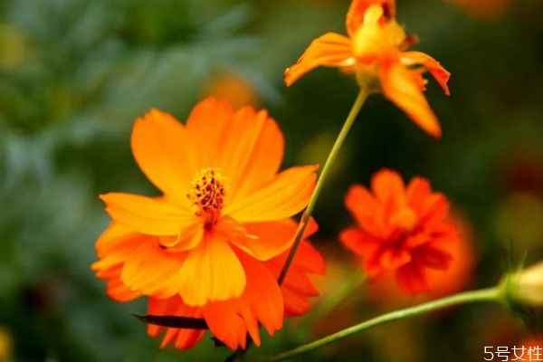 什么是硫華菊呢 硫華菊有什么作用呢 什么是硫華菊呢 硫華菊有什么作用呢