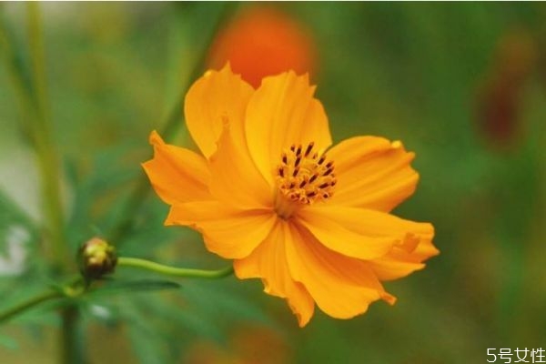 什么是硫華菊呢 硫華菊有什么作用呢 什么是硫華菊呢 硫華菊有什么作用呢