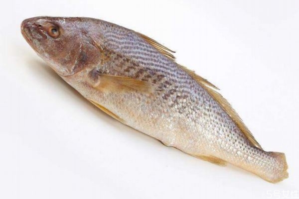 什么是黃姑魚呢 黃姑魚有什么營養(yǎng)價(jià)值呢 什么是黃姑魚呢 黃姑魚有什么營養(yǎng)價(jià)值呢