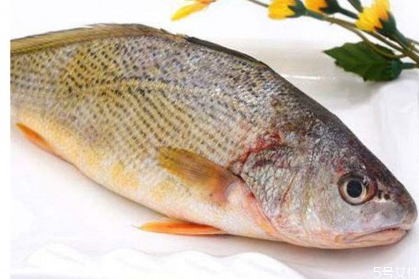 什么是黃姑魚呢 黃姑魚有什么營養(yǎng)價(jià)值呢 什么是黃姑魚呢 黃姑魚有什么營養(yǎng)價(jià)值呢