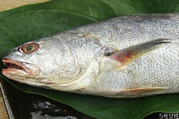 什么是白姑魚呢 白姑魚有什么營養(yǎng)價值呢