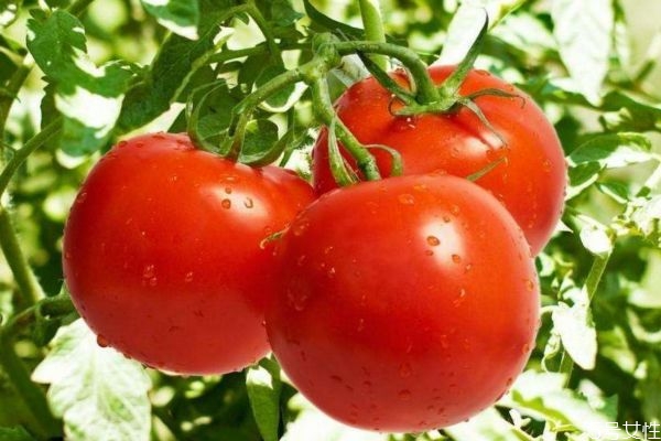 可以生吃番茄嗎 生吃番茄的好處有什么呢 可以生吃番茄嗎 生吃番茄的好處有什么呢