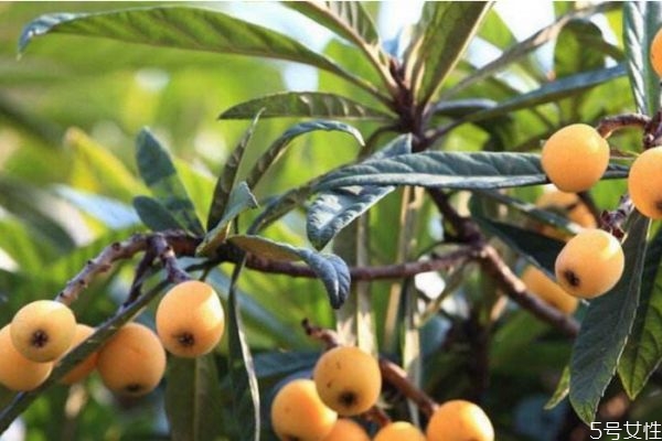 哪些人不宜吃枇杷 吃枇杷的禁忌 哪些人不宜吃枇杷 吃枇杷的禁忌