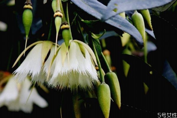 水石榕是一種什么植物呢 水石榕有什么作用呢 水石榕是一種什么植物呢 水石榕有什么作用呢