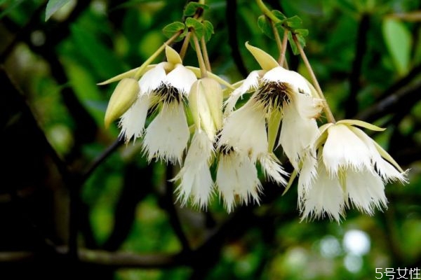 水石榕是一種什么植物呢 水石榕有什么作用呢 水石榕是一種什么植物呢 水石榕有什么作用呢