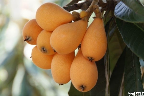 枇杷如何快速剝皮 枇杷的吃法 枇杷如何快速剝皮 枇杷的吃法