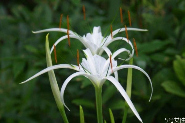 水鬼蕉是一種什么植物呢 水鬼蕉的作用有什么呢 水鬼蕉是一種什么植物呢 水鬼蕉的作用有什么呢