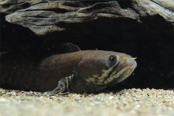 吃黑魚為什么不能要頭 黑魚適合孩子吃嗎 吃黑魚為什么不能要頭 黑魚適合孩子吃嗎