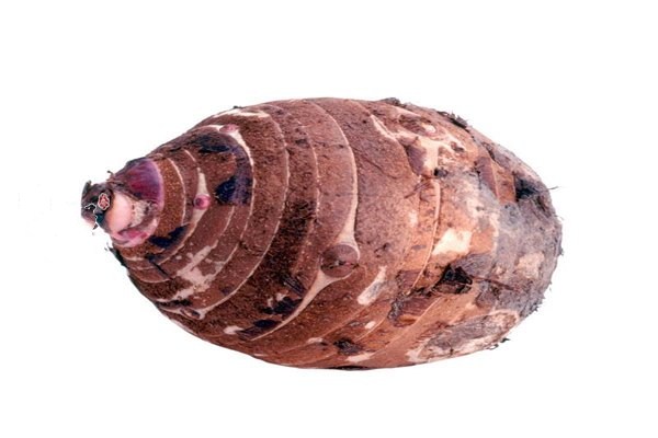 香芋沒熟可以吃嗎 香芋和紫薯有什么區(qū)別 香芋沒熟可以吃嗎 香芋和紫薯有什么區(qū)別