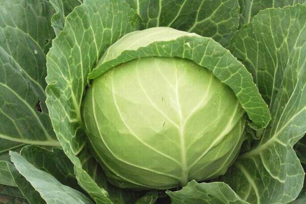 吃包菜對(duì)身體有什么好處 包菜怎么保存不爛 吃包菜對(duì)身體有什么好處 包菜怎么保存不爛