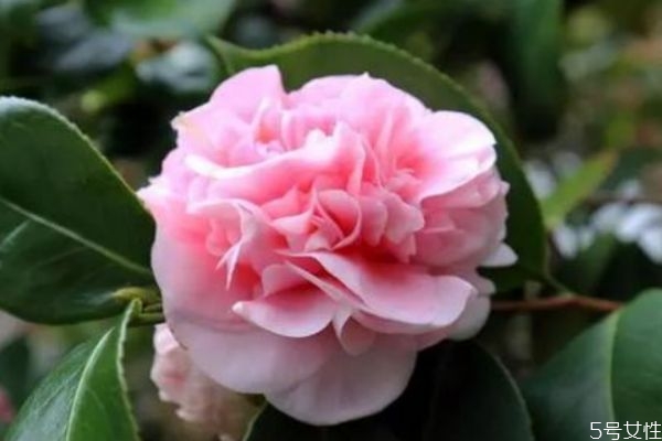 滇山茶的花語(yǔ)是什么呢 滇山茶的種植要注意什么呢