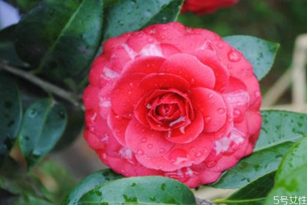 滇山茶的花語(yǔ)是什么呢 滇山茶的種植要注意什么呢