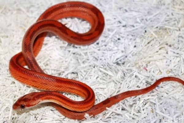 蛇肉怎么做好吃呢 做蛇肉有什么注意的呢 蛇肉怎么做好吃呢 做蛇肉有什么注意的呢