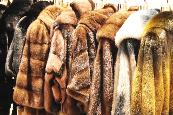 水貂皮草污漬怎么處理 水貂皮草怎么保養(yǎng) 水貂皮草污漬怎么處理 水貂皮草怎么保養(yǎng)