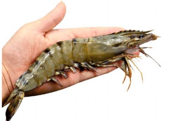 什么是老虎蝦呢 老虎蝦有什么營養(yǎng)價(jià)值呢