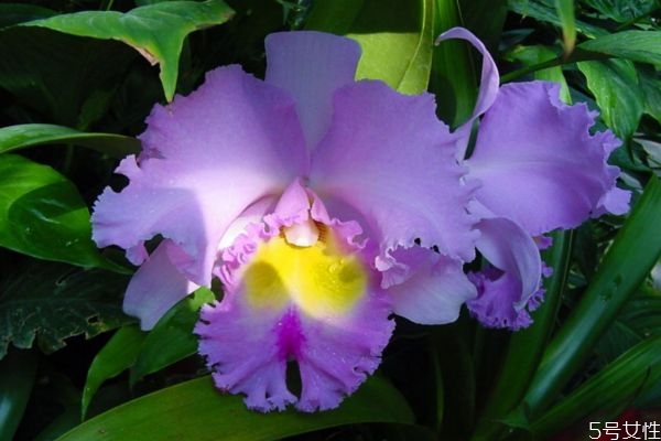 卡特蘭是一種什么植物呢 卡特蘭的作用有什么呢 卡特蘭是一種什么植物呢 卡特蘭的作用有什么呢