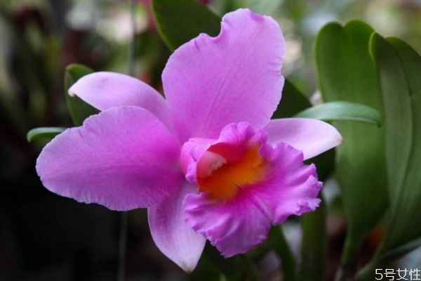 卡特蘭是一種什么植物呢 卡特蘭的作用有什么呢 卡特蘭是一種什么植物呢 卡特蘭的作用有什么呢