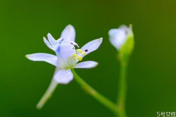 還亮草是一種什么植物呢 還亮草的作用有什么呢 還亮草是一種什么植物呢 還亮草的作用有什么呢