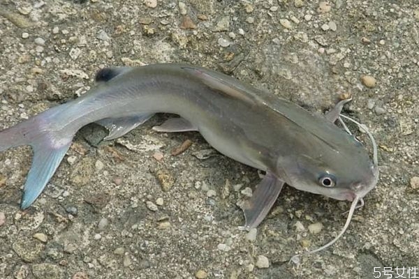 海鯰魚有什么營(yíng)養(yǎng)價(jià)值呢 吃海鯰魚有什么好處呢