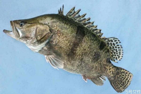 吃鱖魚(yú)有什么注意的呢 孕婦可以吃鱖魚(yú)嗎