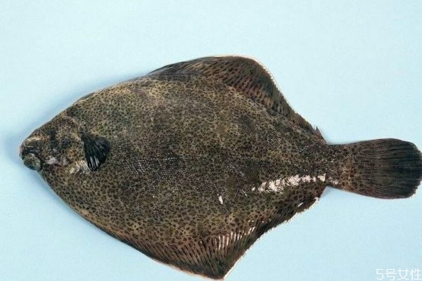 什么是比目魚呢 比目魚有什么營養(yǎng)價(jià)值呢