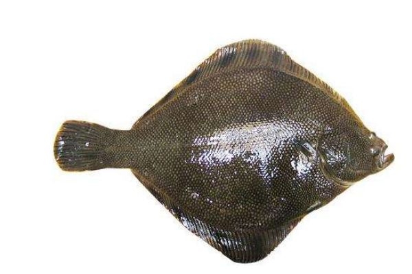 什么是比目魚呢 比目魚有什么營養(yǎng)價(jià)值呢