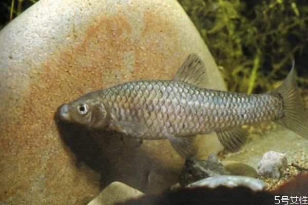 麥穗魚(yú)應(yīng)該沒(méi)在挑選呢 麥穗魚(yú)怎么做好吃呢 麥穗魚(yú)應(yīng)該沒(méi)在挑選呢 麥穗魚(yú)怎么做好吃呢