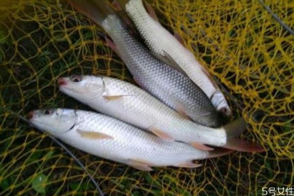 麥穗魚(yú)應(yīng)該沒(méi)在挑選呢 麥穗魚(yú)怎么做好吃呢 麥穗魚(yú)應(yīng)該沒(méi)在挑選呢 麥穗魚(yú)怎么做好吃呢