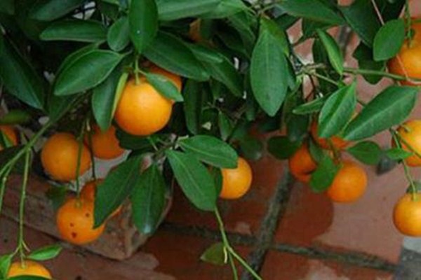 金桔為什么要用鹽水泡 鹽水泡金桔要注意什么 金桔為什么要用鹽水泡 鹽水泡金桔要注意什么