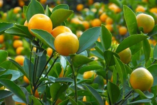 金桔吃多了皮膚會變黃嗎 吃金桔皮膚變黃多久能恢復