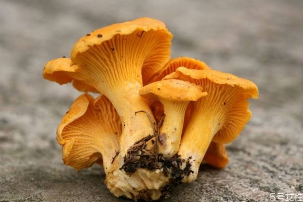 什么是雞油菌呢 雞油菌有什么營養(yǎng)價值呢 什么是雞油菌呢 雞油菌有什么營養(yǎng)價值呢